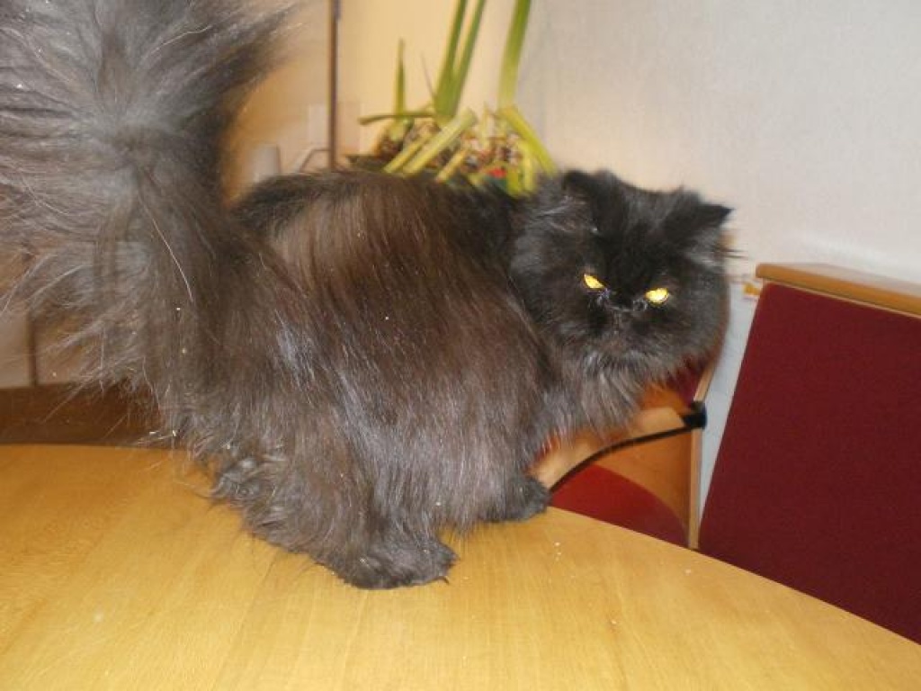 Perserkatzen günstig!! - Kutsche - Kirchbichl