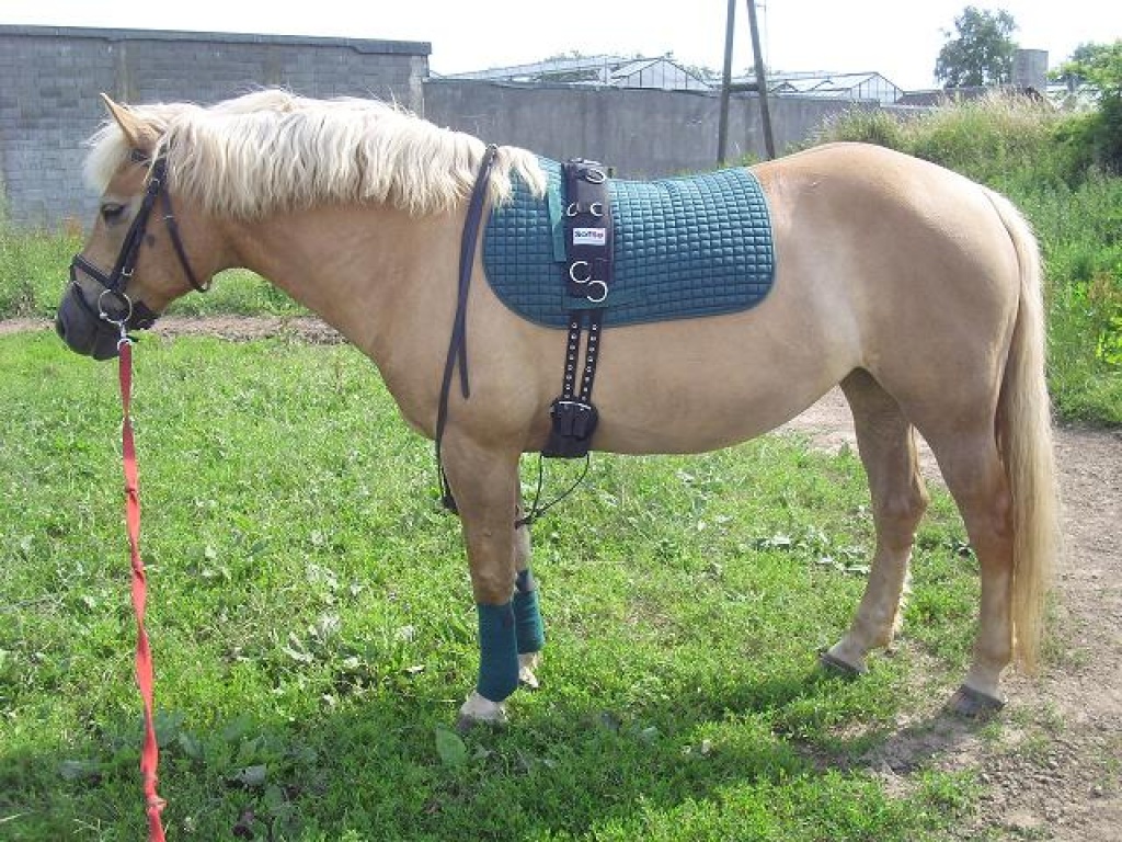 Biete RB an Haflinger in 47918 - Reitbeteiligung - Tönisvorst