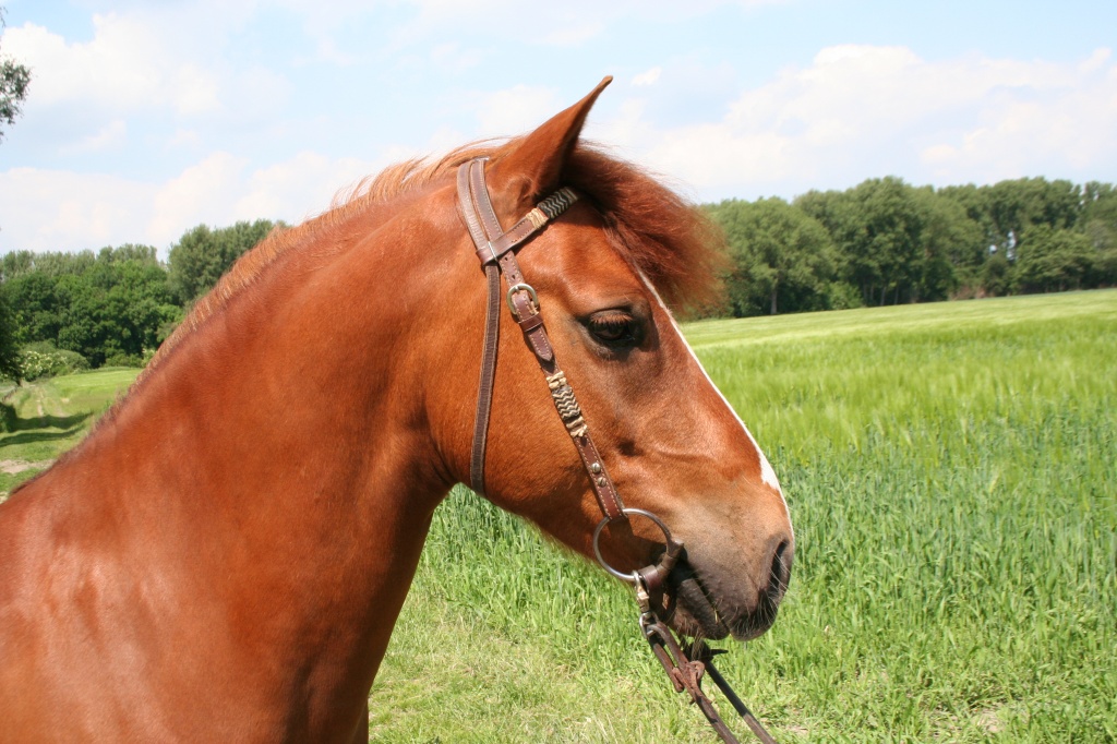 Westernpony sucht zuverlässige Reitbeteiligung - Reitbeteiligung - Kaarst