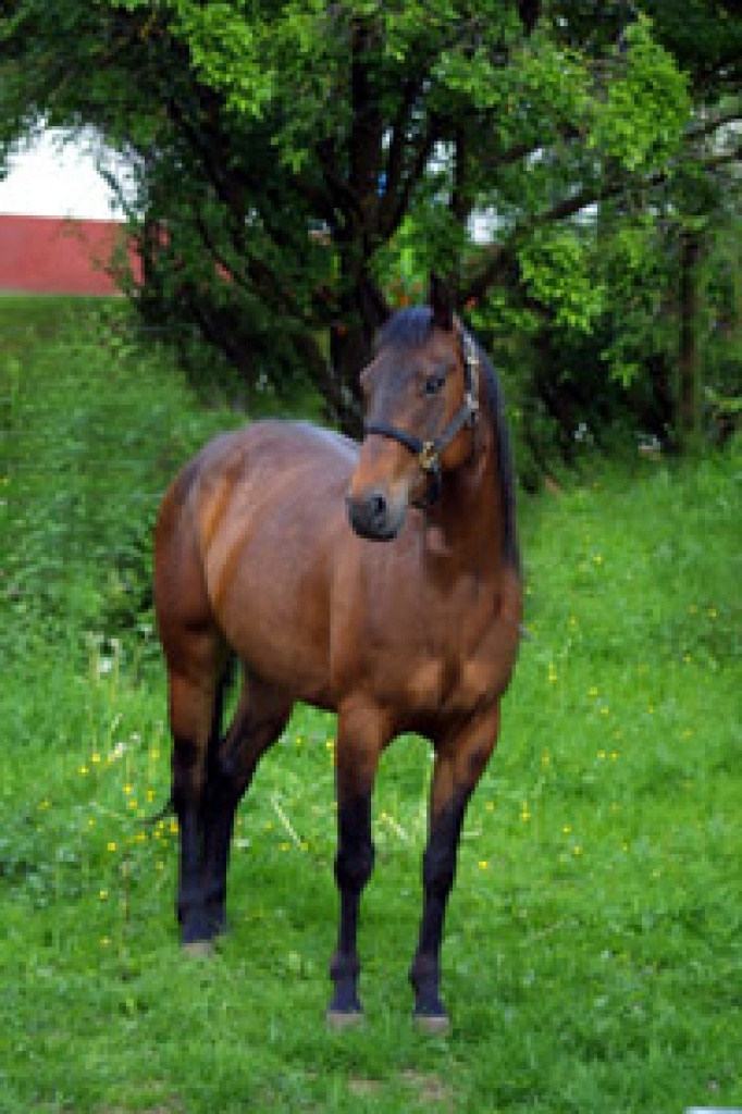 Beauty TOP Appaloosa Stute - Stute - Martinshöhe