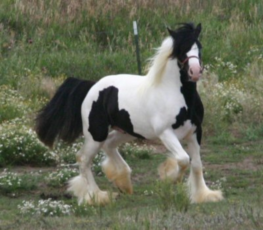 Verkaufe 2 wunderschöne irish Tinker - Stute - Düsseldorf