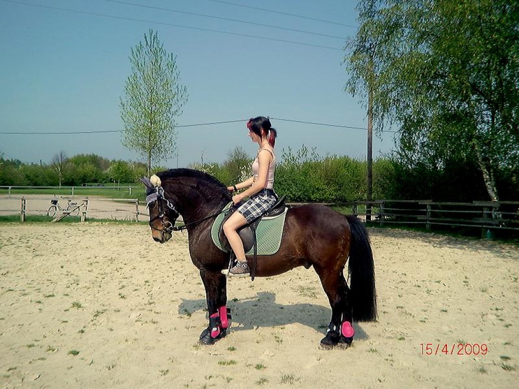 Biete RB an Turnierpony in Borken/Marbeck - Reitbeteiligung - Sonnenbrink. 60