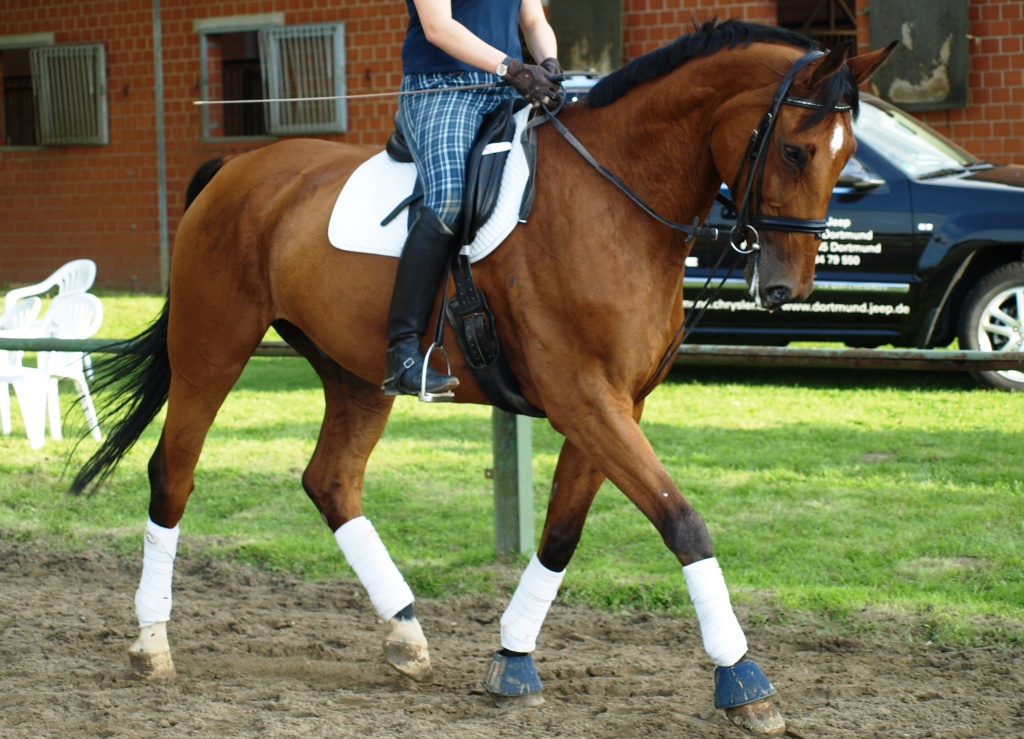 Biete Reitbeteiligung in 45711 Dateln - Reitbeteiligung - Datteln