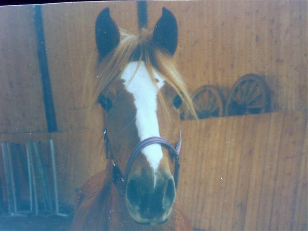 Suche Reitbeteiligung für mein Deutsches Reitpony!! Dringend!! - Reitbeteiligung - Göttingen