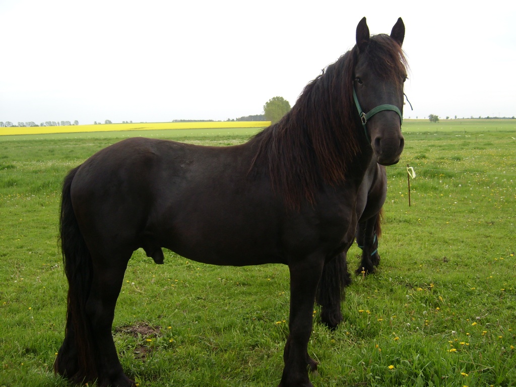 Friesenhengst - Hengst - Genthin