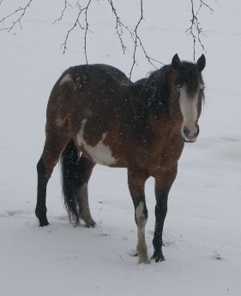 Deckanzeige Paint Horse APHA Ma Sure to Win - Deckhengst - Bremervörde