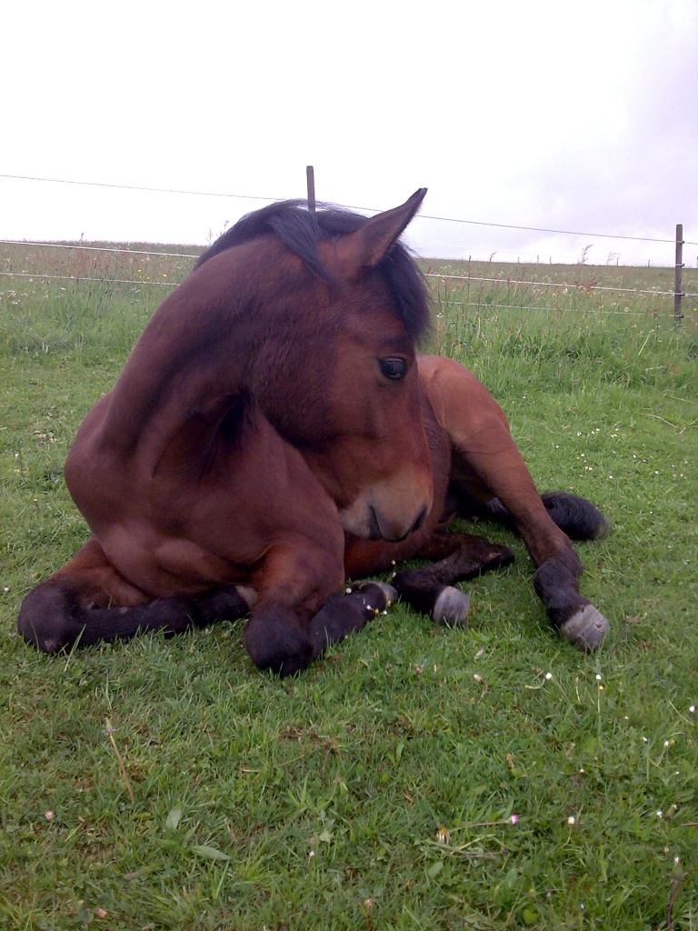 Quarter horse Jährlingshengst - Hengst - Breckerfeld