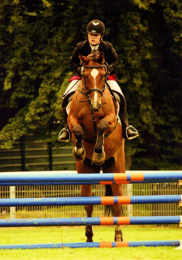 Hannoveraner sucht zuverlässige Reitbeteidigung - Reitbeteiligung - Hamburg