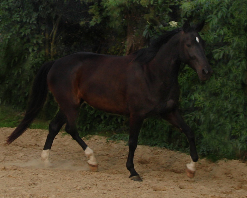 Biete Reitbeteiligung an zuverlässigem Freizeit/Dressurpfer - Reitbeteiligung - Solingen