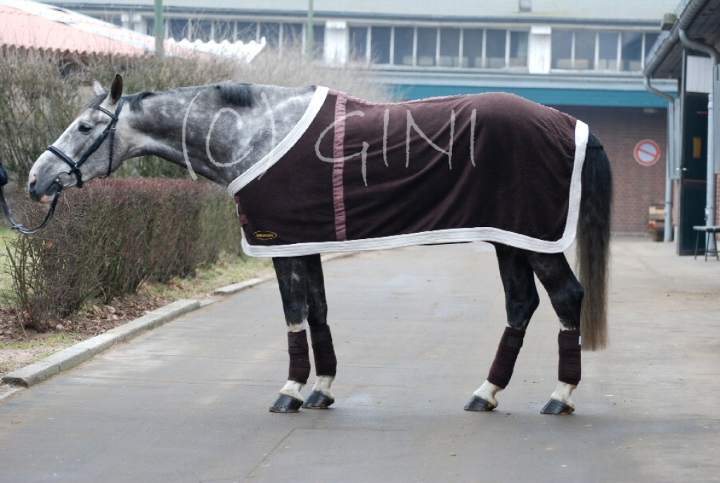 Kostenbeteiligung auf Sportpferd - Reitbeteiligung - Berlin