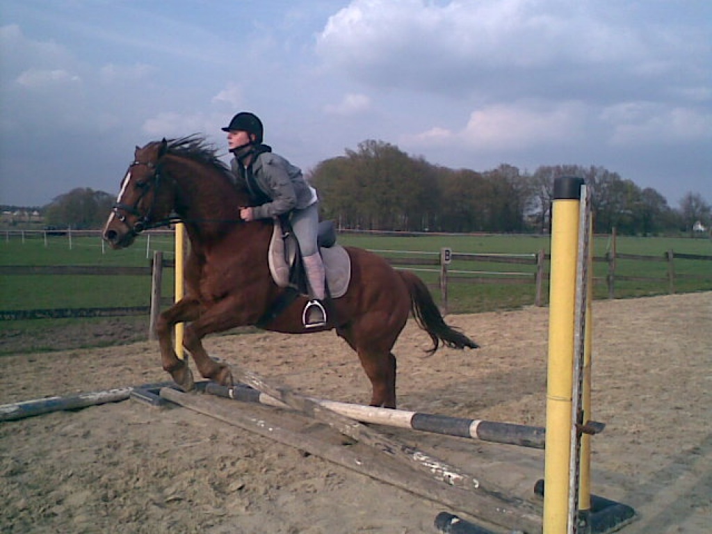 Suche Reitbeteiligung in Castrop-Rauxel & Umgebung! - Reitbeteiligung - Castrop Rauxel