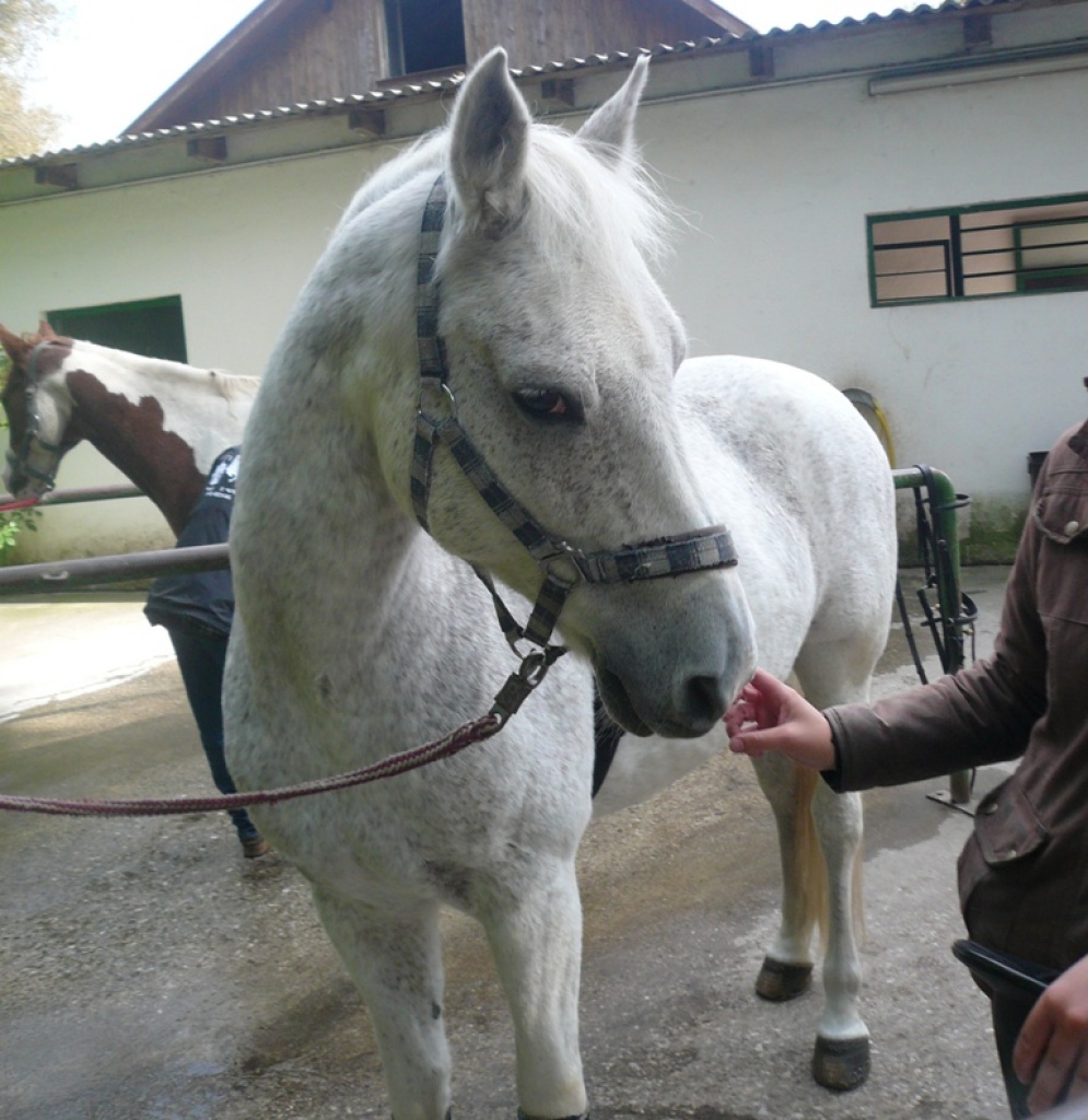 Biete Reitbeteiligung auf Arabohaflinger Reitstall Ries München Nord - Reitbeteiligung - München