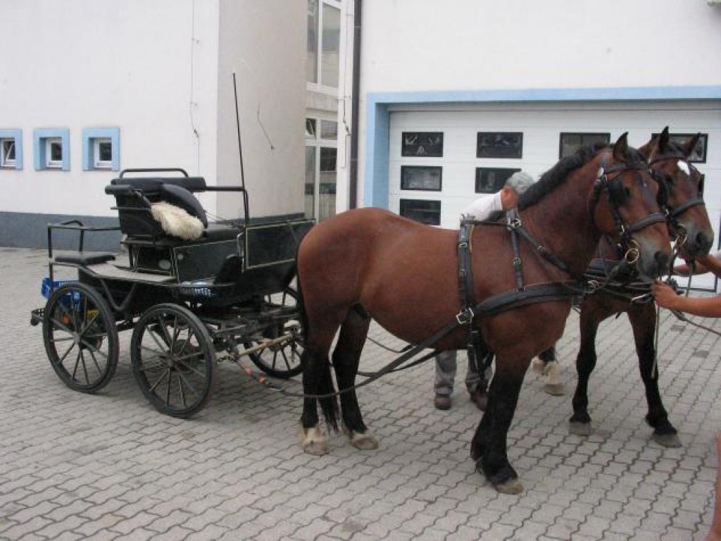 Kaltblutgespann - Wallach - Sopron