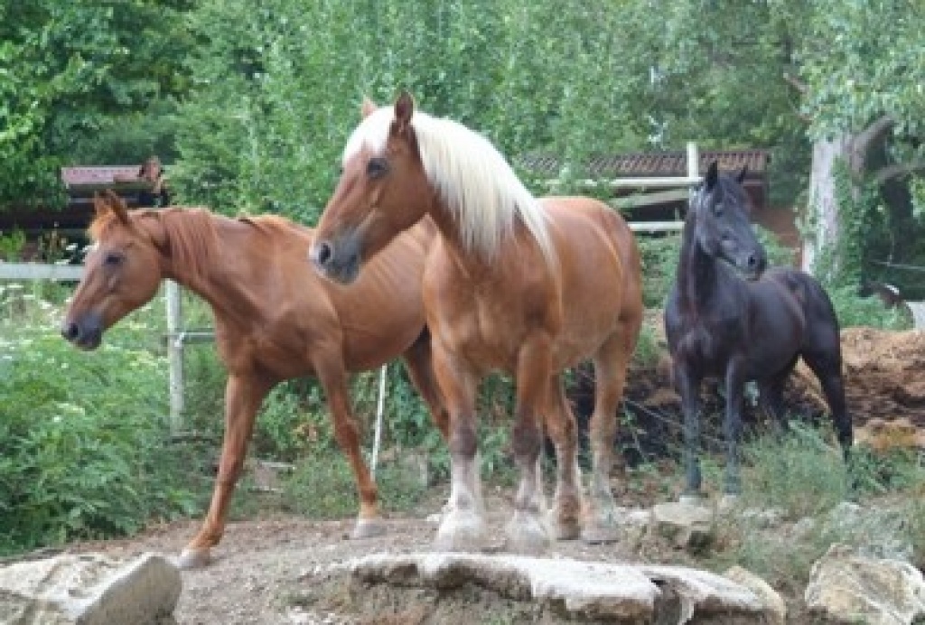 Ferien mit Pferden und Pool in der Toskana - Reitferien - Travale