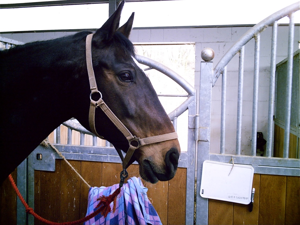 Biete RB an lieber Warmblutstute (1,65) - Reitbeteiligung - Darmstadt