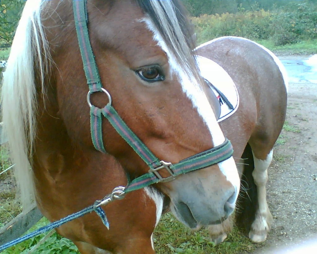 Suche sattelfeste, liebe Reitbeteiligung :-) - Reitbeteiligung - zollstock