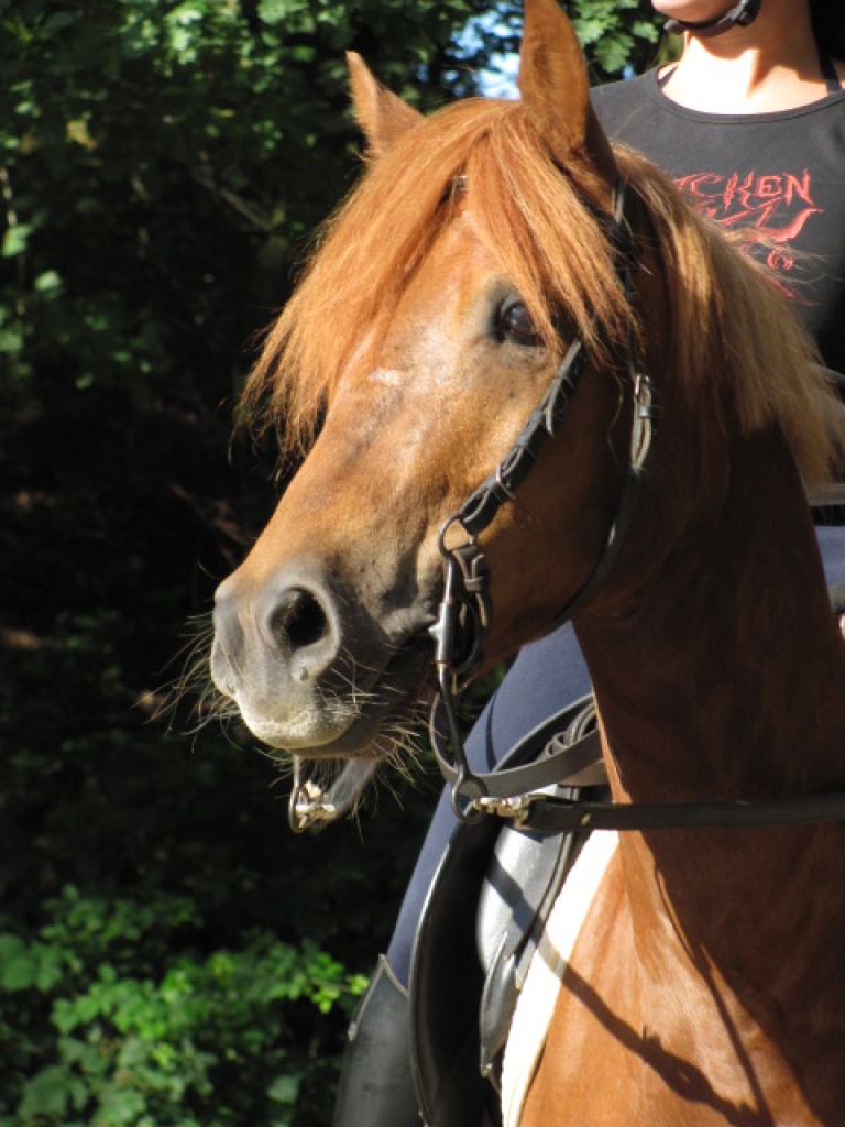 Biete RB an jungem Reitponywallach in 40882 Ratingen - Reitbeteiligung - Mettmann