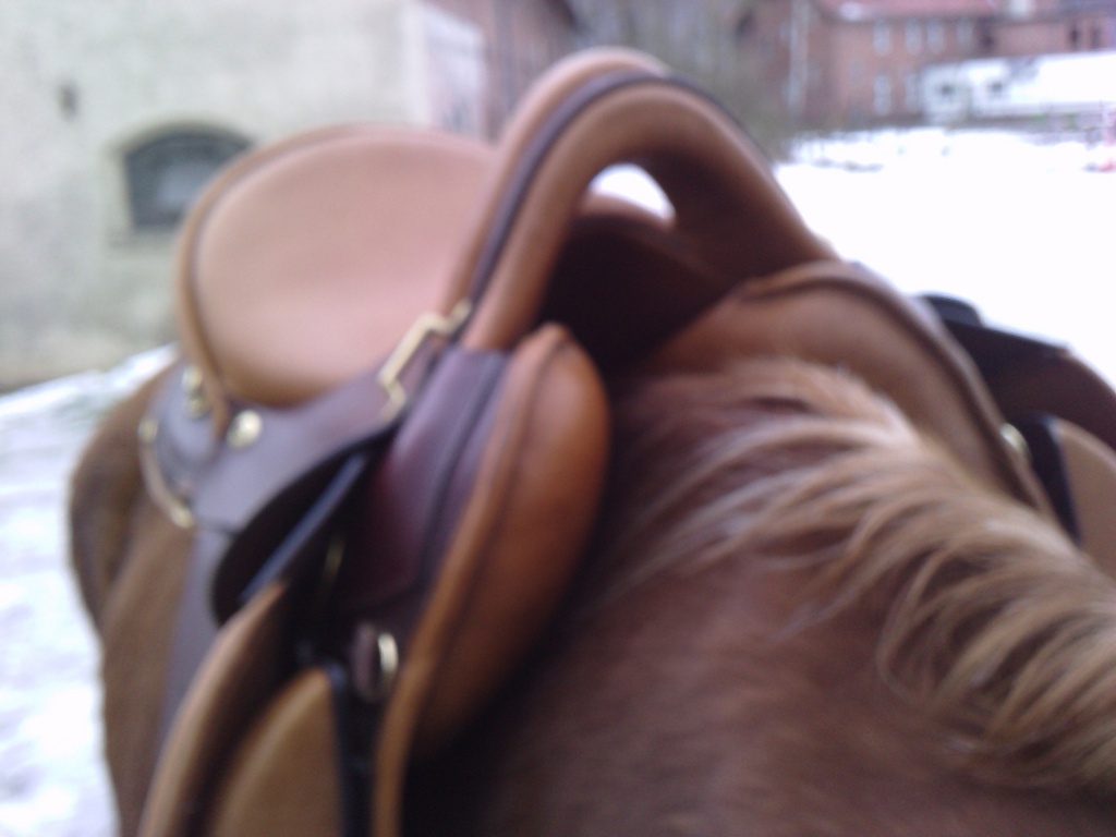 Sattel Sommer Evolution 2021 - Sattel - Kassel