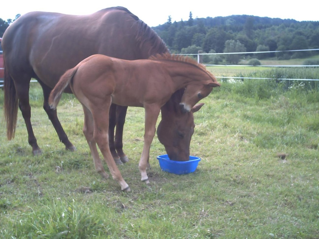 Quarter Horse Absetzer -- ein echter Kracher - Fohlen - Homberg Ohm
