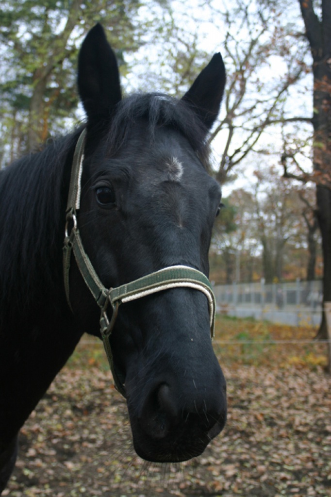 Suche erfahrene Reitbeteiligung für Vollblutstute - Reitbeteiligung - Dresden
