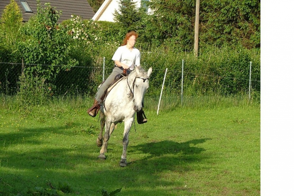 Vergebe kostenlose Reitbeteiligung auf Mecklenburger - Reitbeteiligung - Botelsdorf