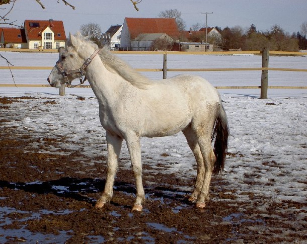 Pony of Amerika zu verkaufen - Ponys - Batzenhofen