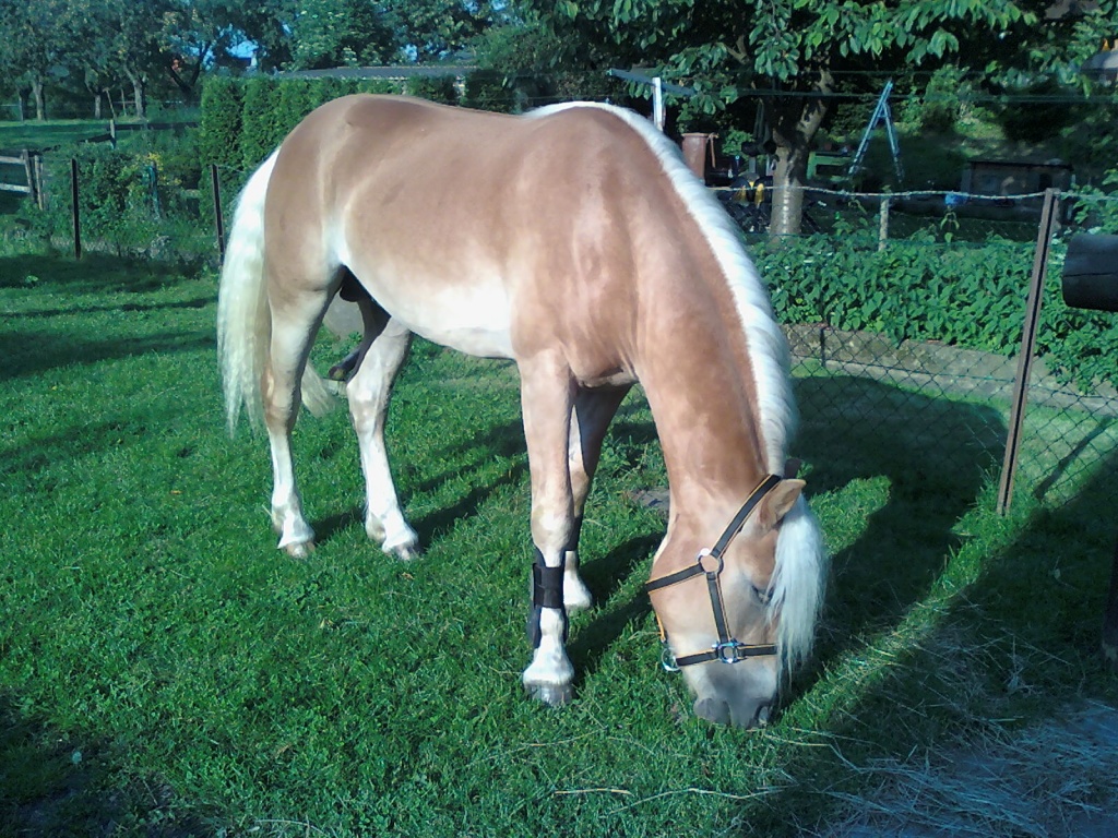 Haflinger Deckhengst hat 09 noch termine frei - Deckhengst - Euskirchen