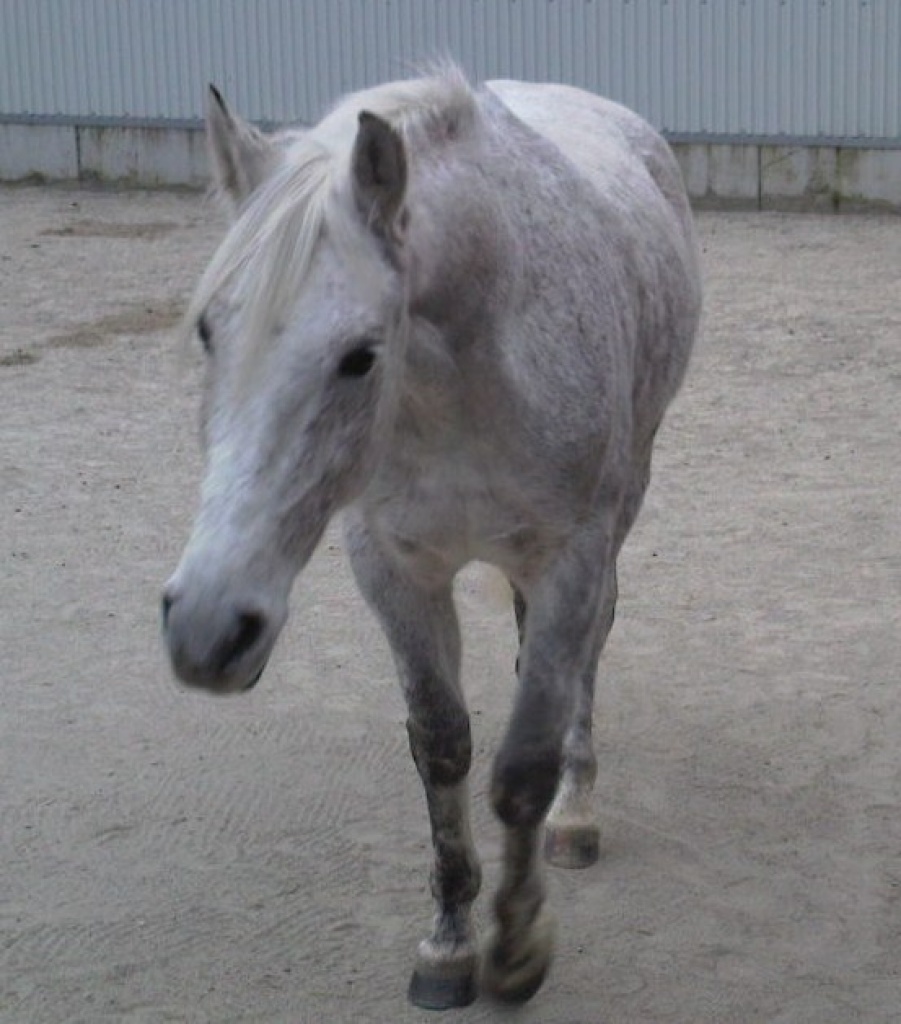 Biete Reitbeteiligung - Reitbeteiligung - Heilbronn