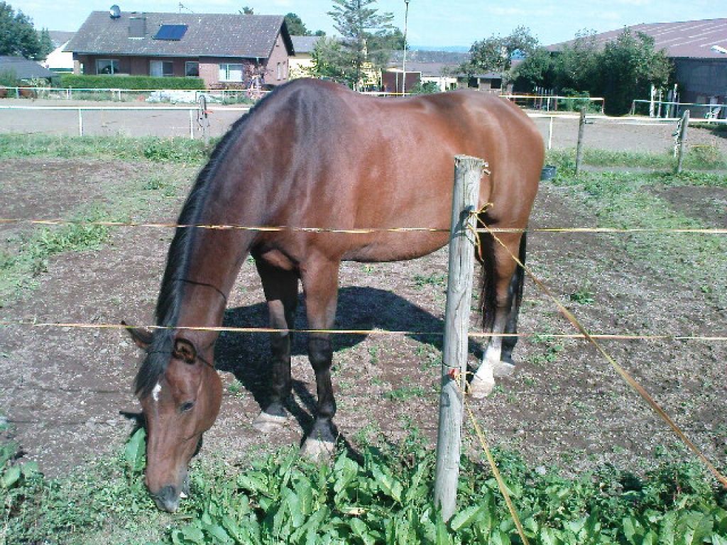 Reitbeteiligung gesucht !!! - Reitbeteiligung - Königswinter