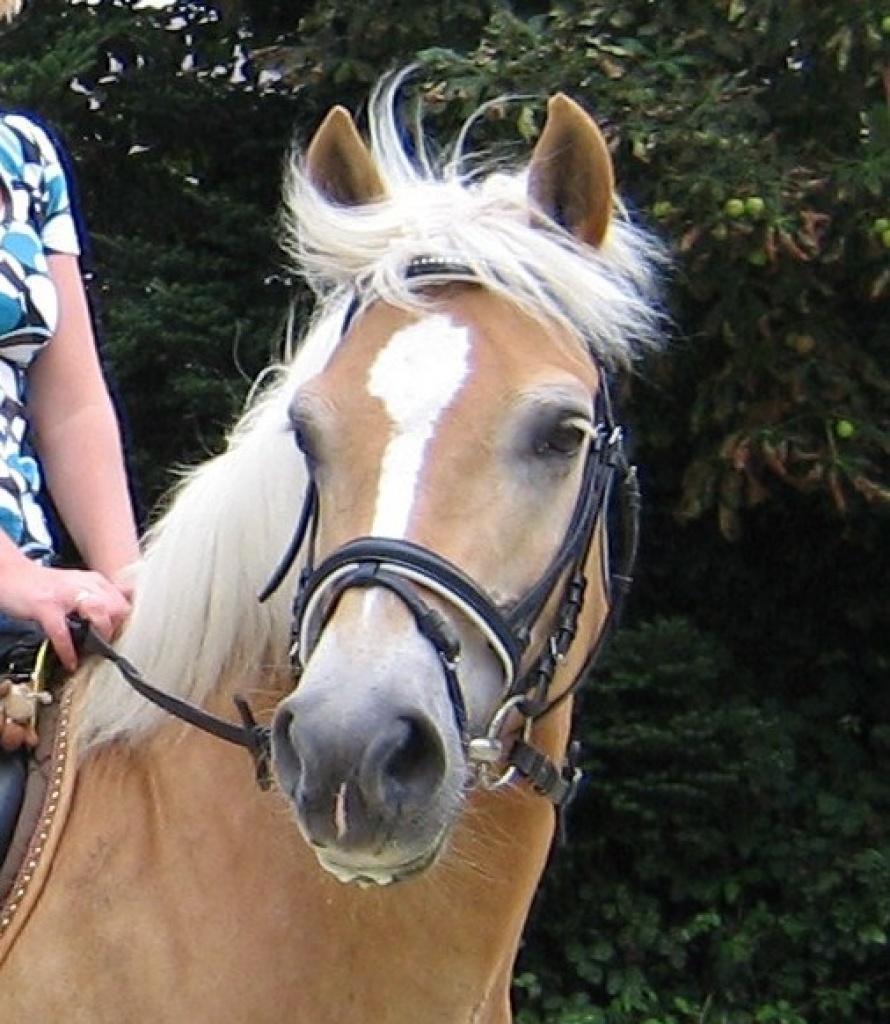Suche liebe Reitbeteiligung für brave Haflingerstute - Reitbeteiligung - Gevelsberg