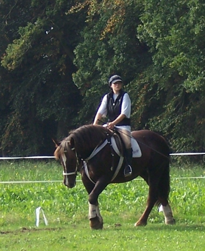 Vergebe 2 Reitbeteiligungen - Reitbeteiligung - Burghausen