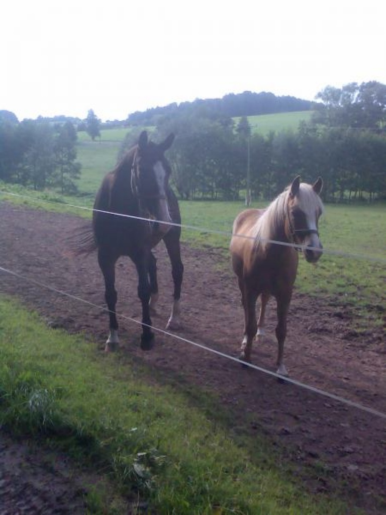 Reitbeteidigung bei Gera - Wallach - Schwarzbach