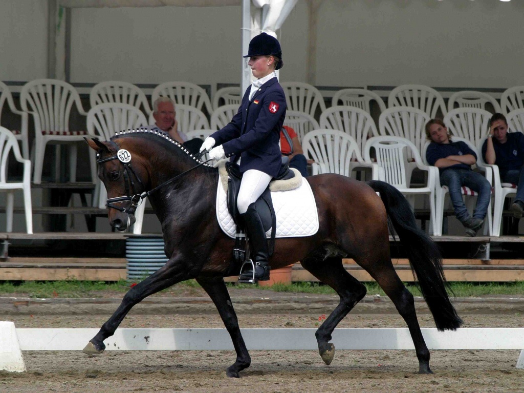 Bundeskader Reitpony Deckhengst - Deckhengst - Steinfurt