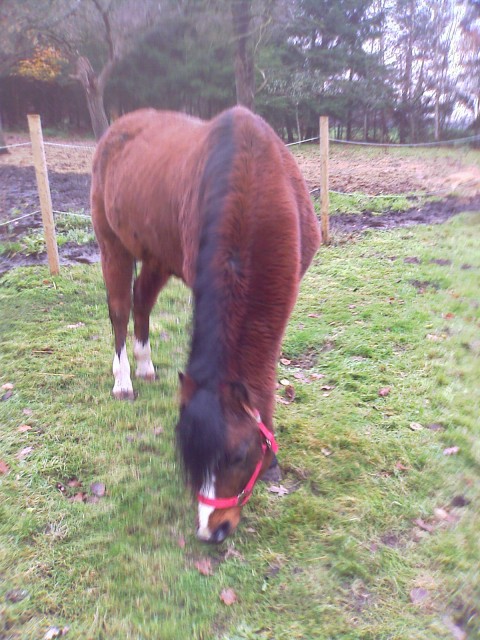 Welsh B Pony Wallach geritten - Ponys - Löningen