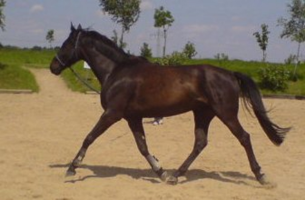 Biete Reitbeteiligung an gut gerittenem Warmblutwallach - Reitbeteiligung - Dierdorf