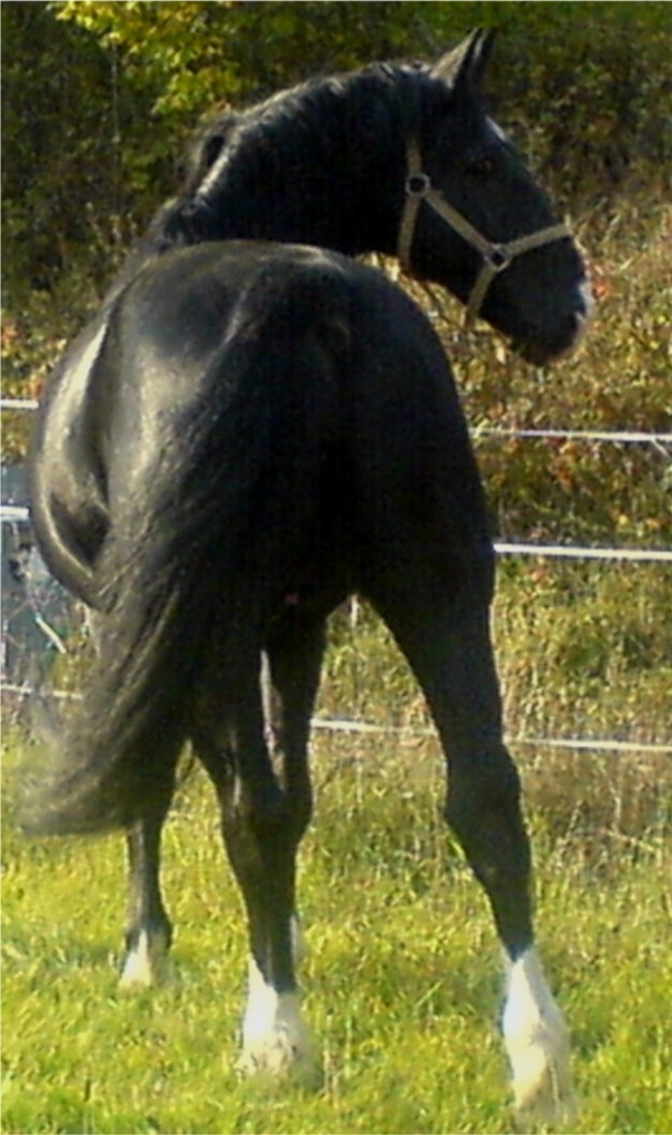 Ostfriesen / Alt Oldenburger Prämienhengst - Deckhengst - Biedenkopf