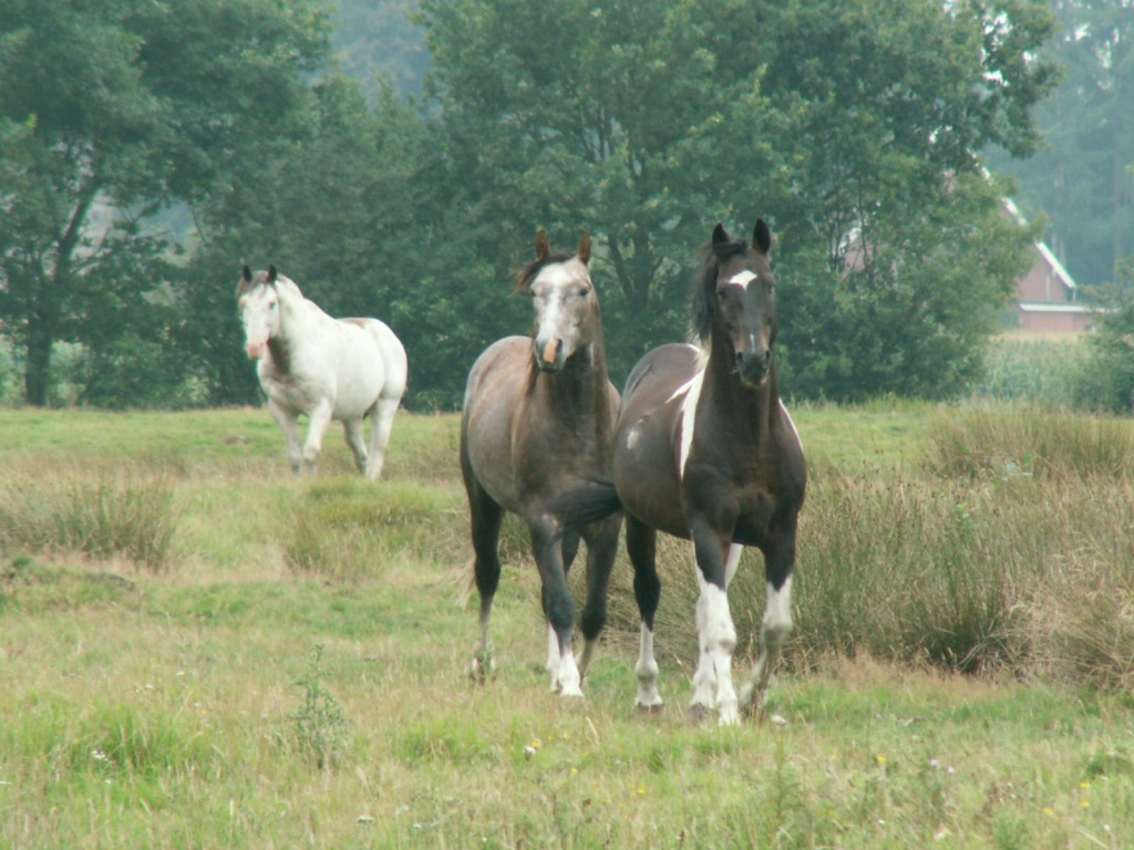 Deckanzeige der Hengste: - Hengst - Wedemark