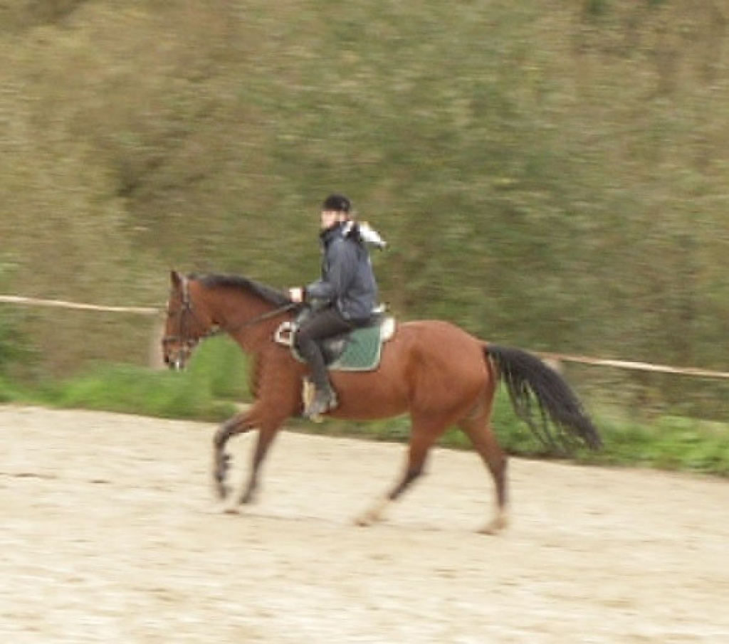 Reitbeteiligung gesucht! - Reitbeteiligung - Menden Sauerland