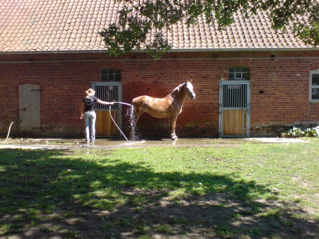 !!!!!!SUCHE STELLPLATZ FÜR MEINE LIEBE HAFI-STUTE!!!!!! - Stallplatz - Reinstorf