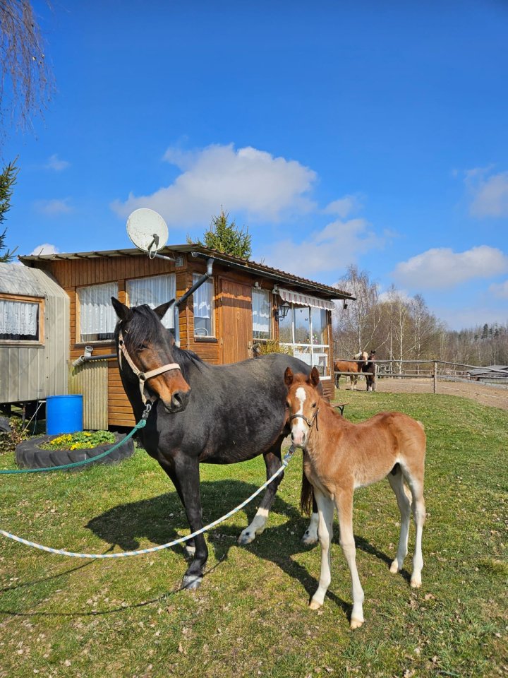 Typvolles Reitpony-Hengstfohlen mit sehr guten Grundgangarten - Ponys - Neustadt/Orla