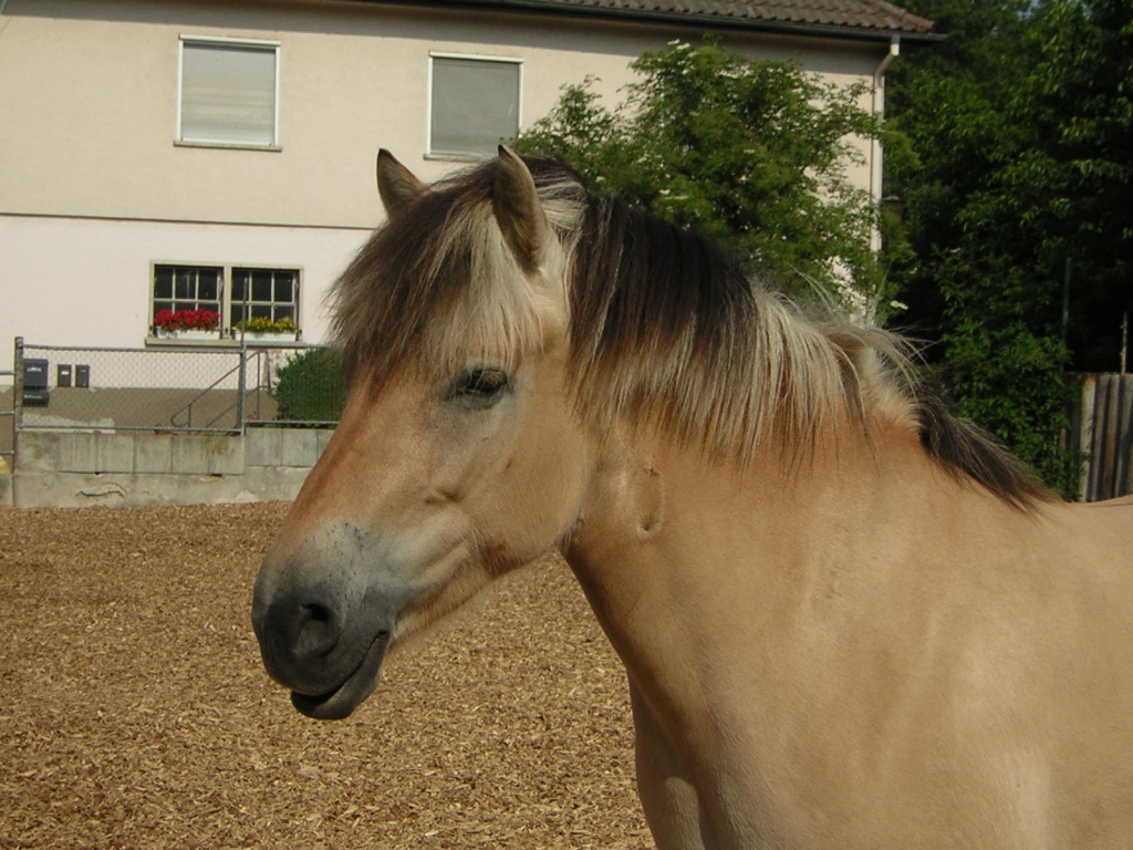 Norwegerstute 12J., super zuverlässig - Ponys - Markgröningen