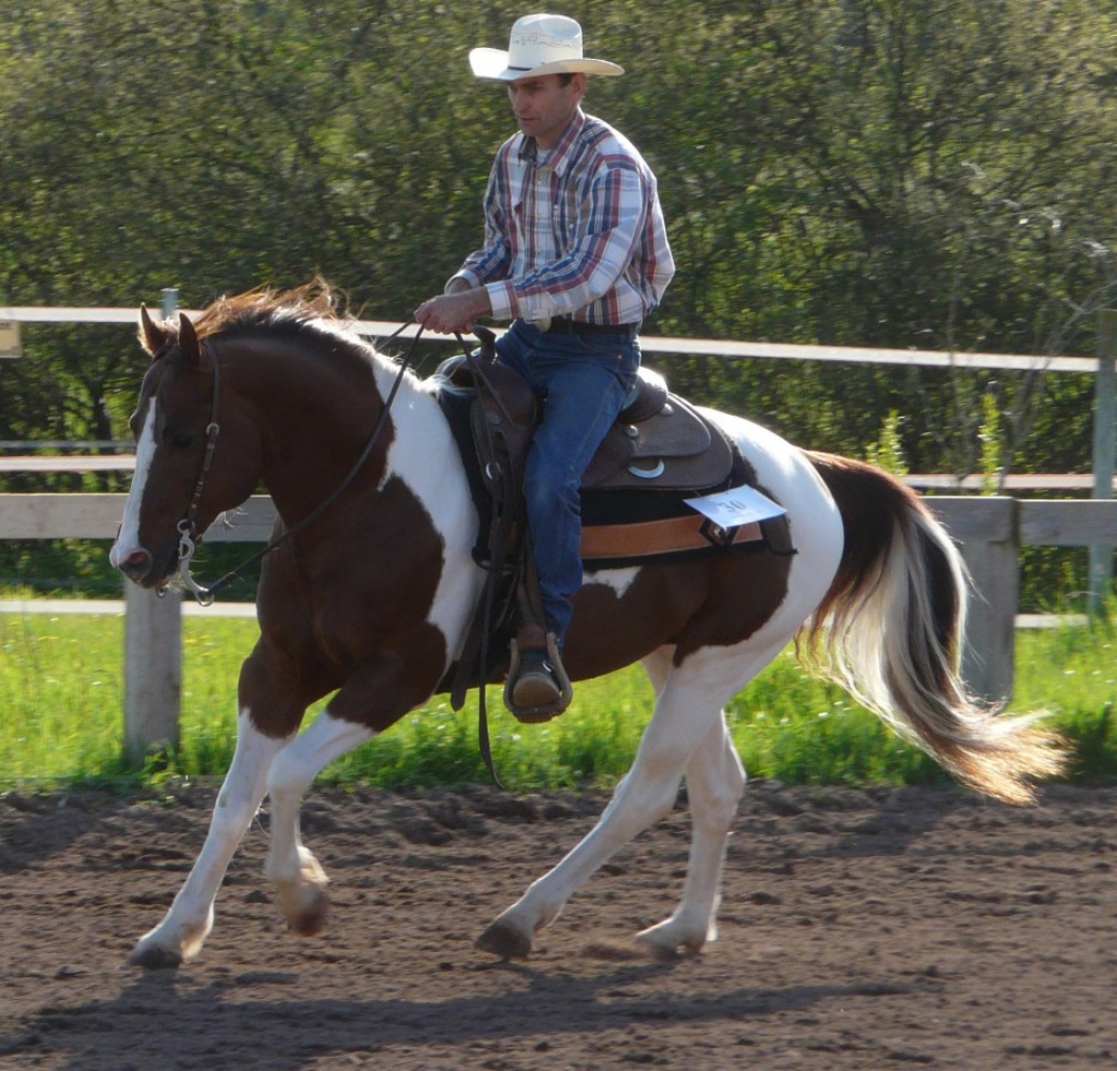 Gekörter Painthengst - chestnut tobiano - Deckhengst - Lauda Königshofen