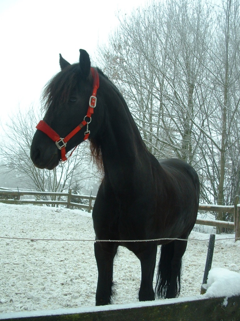 Einfühlsame 6 J Friesen Stute sucht liebevolle Reitbeteiligung - Reitbeteiligung - Horstmar