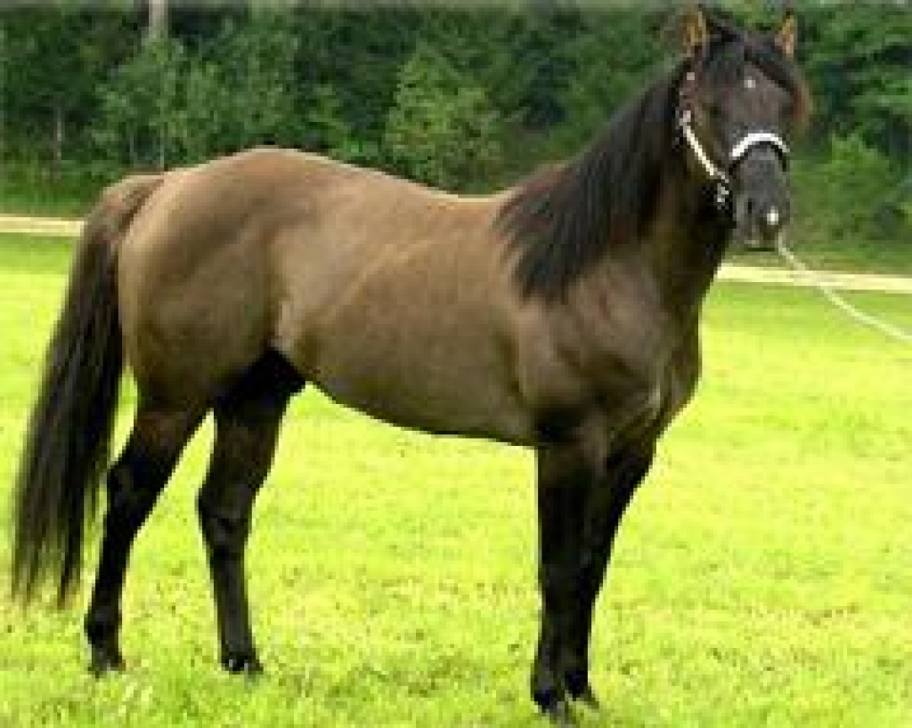 Grullo Quarter Horse Deckhengst - Deckhengst - Falkensee