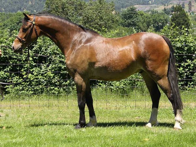 Welsh pony-Stute und Wallach Sehr typvolle 7jährige - Verkaufspferde - Lutherstadt Eisleben