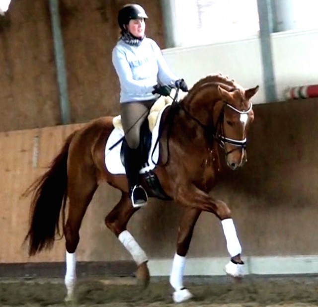 Sicheres Anfänger und Amateure zugelassen Trail Pferd - Deckhengst - Hessen - Schlangenbad