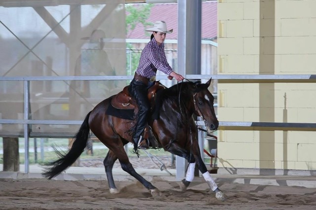 Auf der Suche nach einer RB  - Reitbeteiligung - Frankfurt 