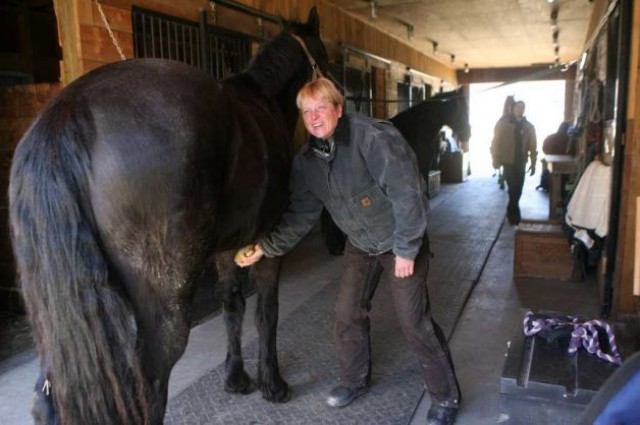 Sportpferde - Stute - Nuremberg