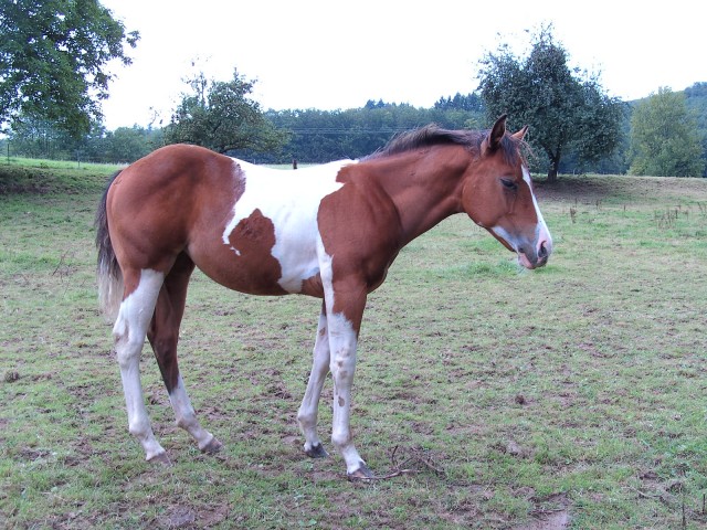 Painthorse Stutfohlen - Fohlen - Fürth-Krumbach