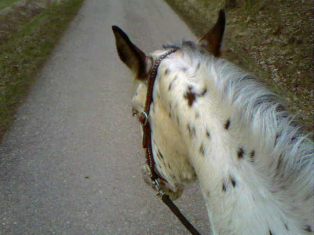 Reitbeteiligung gesucht!!!! ( egal ob stute, walach oder hengst!) - Reitbeteiligung - mittelhembach